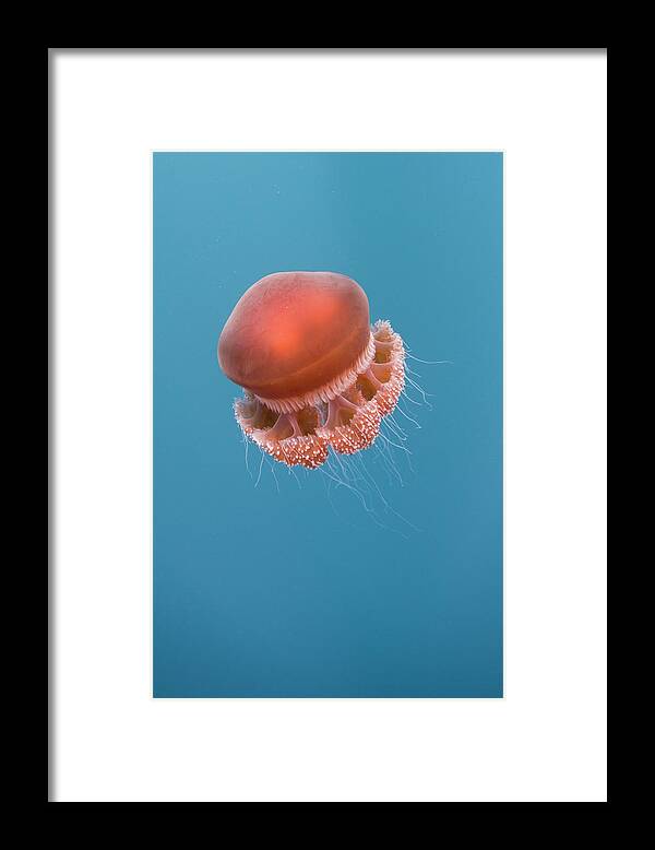 Underwater Framed Print featuring the photograph Jelly Fish by Scott Portelli