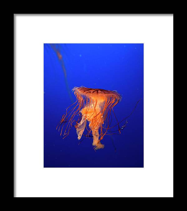 Underwater Framed Print featuring the photograph Jelly Fish by Steve Johnson