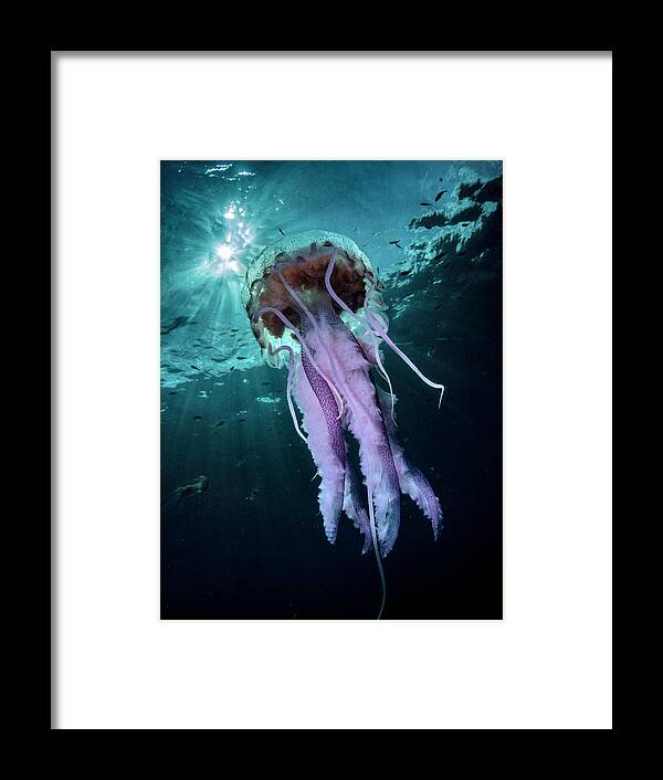 Underwater Framed Print featuring the photograph Jellyfish by © Francesco Pacienza