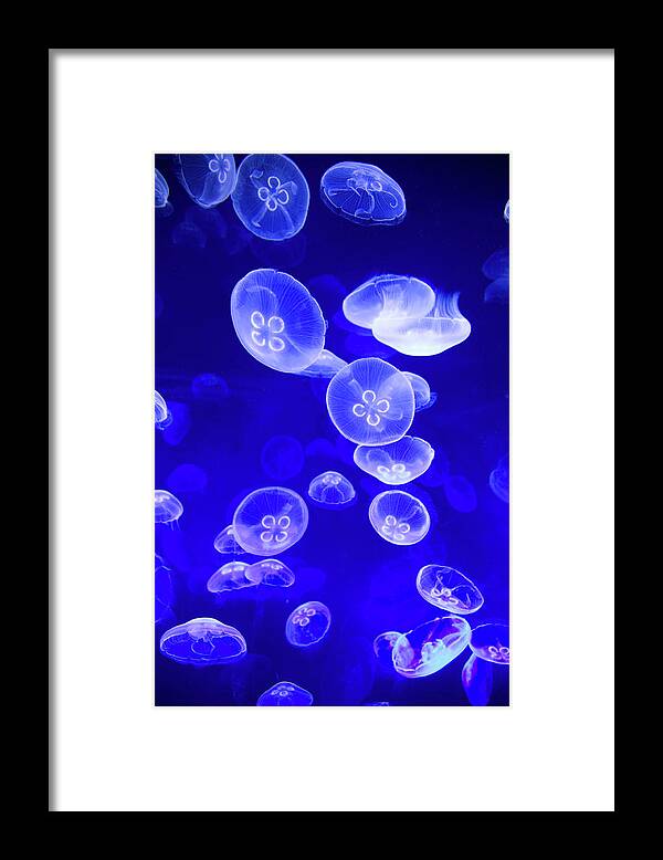 Underwater Framed Print featuring the photograph Jellyfish In Tank At Oceanografic by David Tomlinson