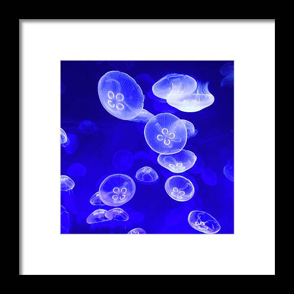 Underwater Framed Print featuring the photograph Jellyfish In Tank At Oceanografic by David Tomlinson