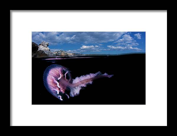Animal Themes Framed Print featuring the photograph Jellyfish Split by 548901005677