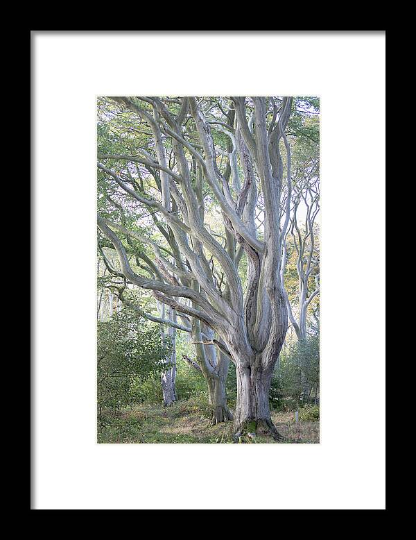 Beech Tree Framed Print featuring the photograph Jenny's Tree by Anita Nicholson