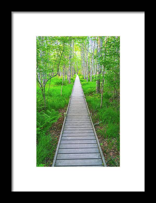 Acadia Framed Print featuring the photograph Jessup Path Trail by Aaron Geraud