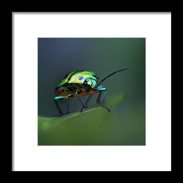 Insect Framed Print featuring the photograph Jewel Bug, Auroville, Tamil Nadu, India by Lal