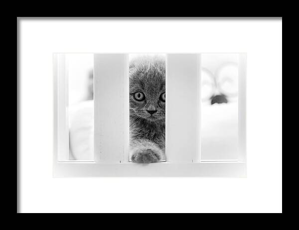 Cute Framed Print featuring the photograph July by Yahia Alsharif