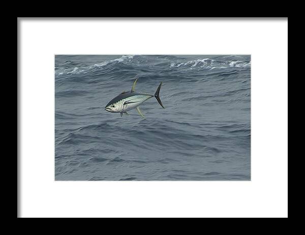 Yellowfin Framed Print featuring the photograph Jumping Yellowfin Tuna by Bradford Martin