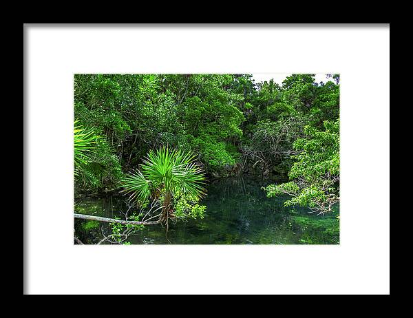 Jungle Framed Print featuring the photograph Jungle of Xel-Ha by Sun Travels
