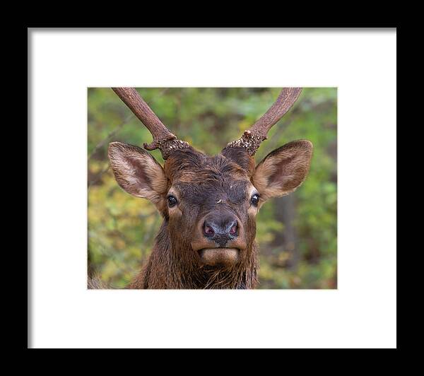 Autumn Framed Print featuring the photograph Junior Elk by Douglas Wielfaert