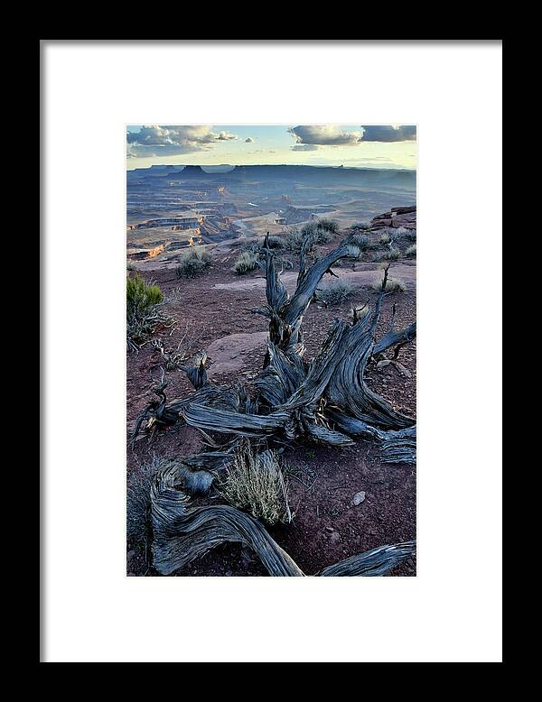 Canyonlands National Park Framed Print featuring the photograph Junipers on Rim Overlooking Green River by Ray Mathis