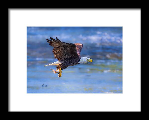 Nature Framed Print featuring the photograph Just A Snack! by Mike He