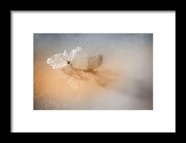 Seedling Framed Print featuring the photograph Just One by Hilde Ghesquiere