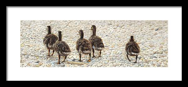 Just Waddling Framed Print featuring the painting Just Waddling by Tammy Taylor