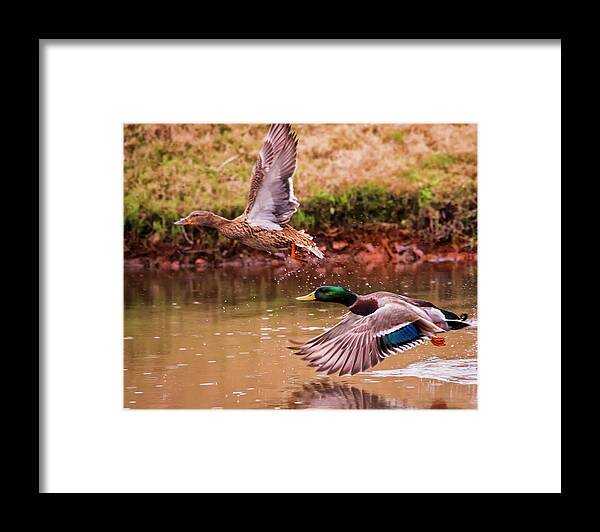 Birds Framed Print featuring the photograph Just Winging It by Ray Silva