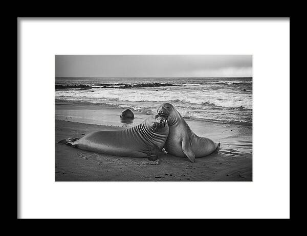Love Framed Print featuring the photograph Juvenile Elephant Seal by Joan Gil Raga