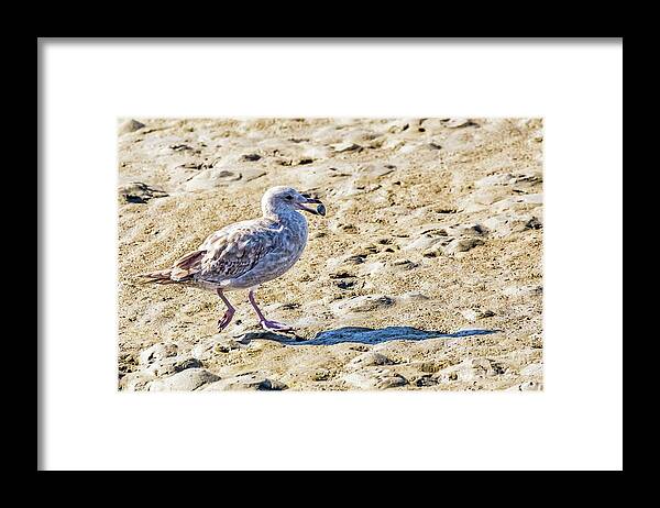 Herring Gull Framed Print featuring the photograph Juvenile Herring Gull by Kate Brown