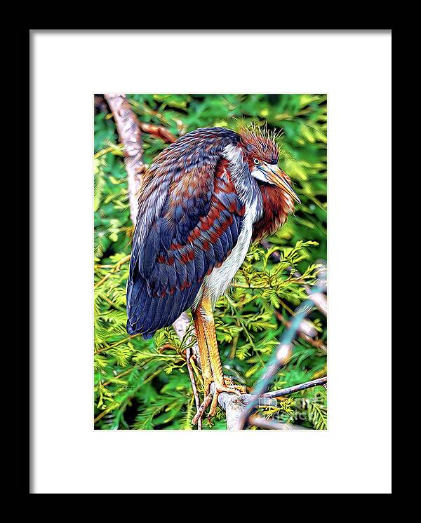 Herons Framed Print featuring the mixed media Juvenile Tricolored Heron Art by DB Hayes