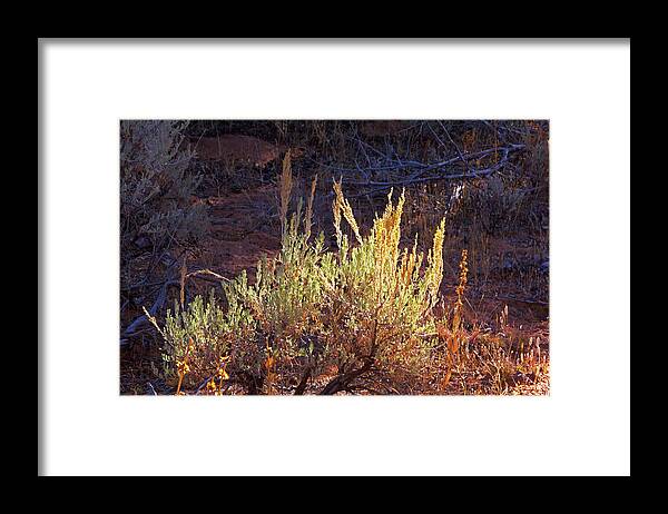 Kanab Coral Sand Dunes Desert Scrub Greens And Yellows Framed Print featuring the photograph Kanab Coral Sand Dunes desert scrub greens and yellows 6670 by David Frederick