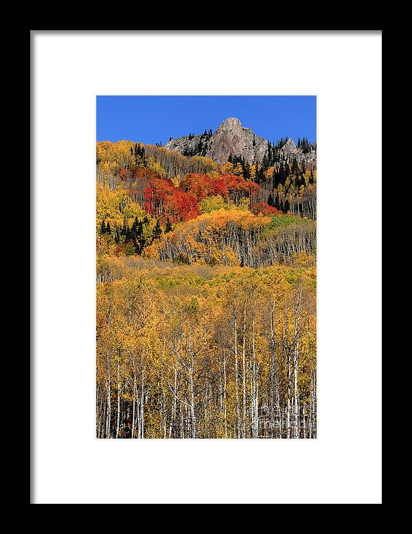 Gold Leaves Framed Print featuring the photograph Kebler Pass #2 by Jim Garrison