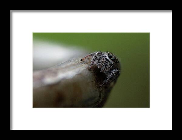 Keeping Framed Print featuring the photograph Keeping Some Eyes on You by Brooke Bowdren