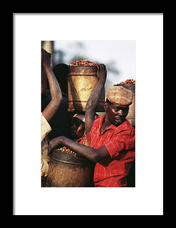 Kenya Framed Print featuring the photograph Kenya, Men Carrying Barrels Of Coffee by Christopher Pillitz