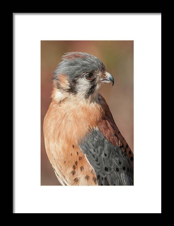 Kestral Framed Print featuring the photograph Kestral by Minnie Gallman