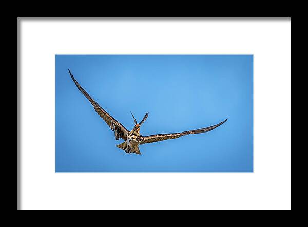 Kestrel Framed Print featuring the photograph Kestrel Attacking Osprey by Ning Lin