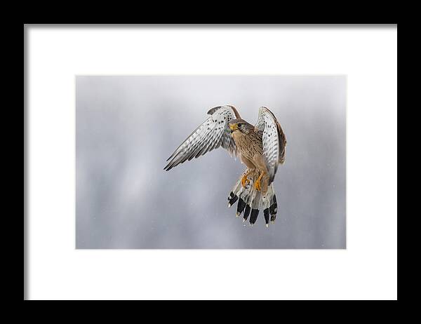 Wildlife Framed Print featuring the photograph Kestrel In The Snow by Marco Redaelli