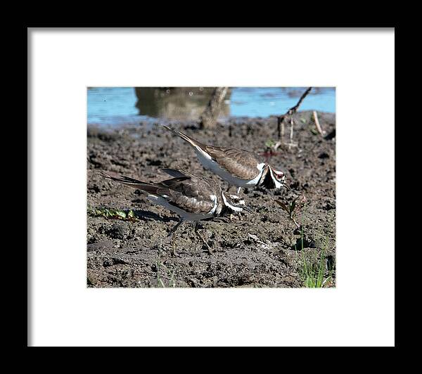 Nature Framed Print featuring the photograph Killdeer DMSB0190 by Gerry Gantt