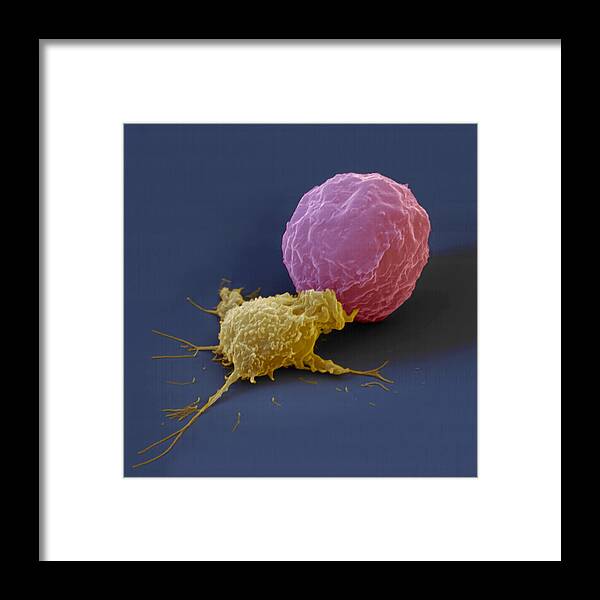 Antigen Framed Print featuring the photograph Killer Cell And Cancer Cell by Meckes/ottawa
