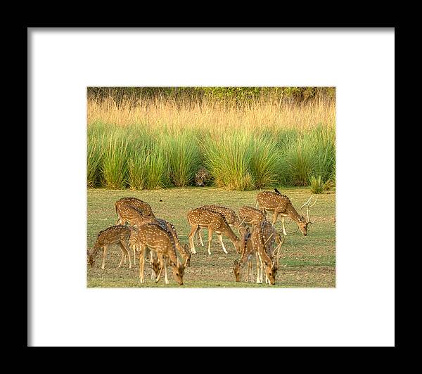 Wildlife Framed Print featuring the photograph Killer Instinct by Ashwin Phadke