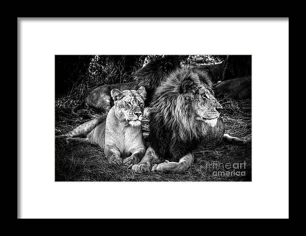 Male Animal Framed Print featuring the photograph King And Queen by Wildacad