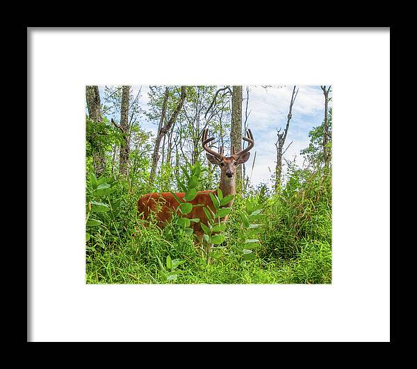Buck Framed Print featuring the photograph King of the Mountain by Lara Ellis