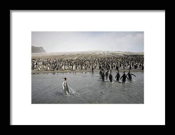 South Georgia Island Framed Print featuring the photograph King Penguin Aptenodytes Patagonicus by Paul Souders
