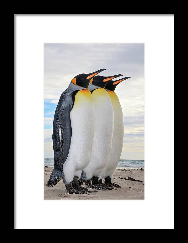 Heike Odermatt Framed Print featuring the photograph King Penguin Trio Formation by Heike Odermatt
