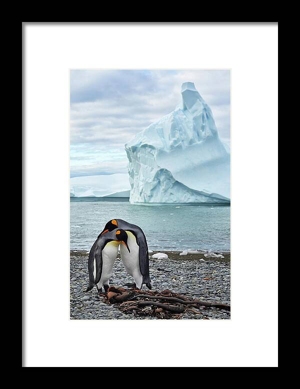 Adventure Framed Print featuring the photograph King Penguins (aptenodytes Patagonicus) by Max Seigal