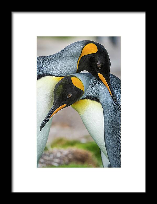 Animal Framed Print featuring the photograph King Penguins Caressing by Tui De Roy