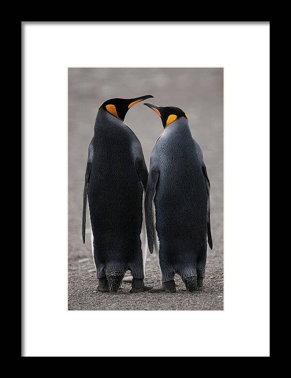 Vertebrate Framed Print featuring the photograph King Penguins, Two Adult Penguins by Mint Images - Art Wolfe