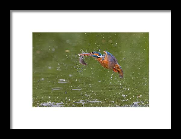 Kingfisher Framed Print featuring the photograph Kingfisher by David Hua