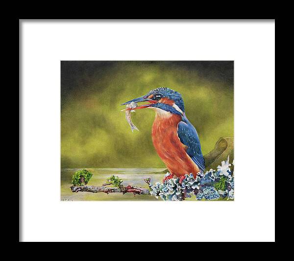 Kingfisher Framed Print featuring the painting Kingfisher by Judith Selcuk Illustrations