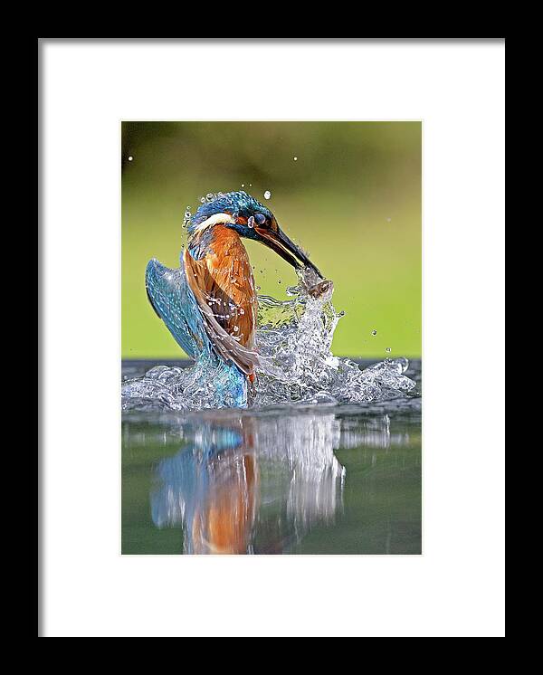 Taking Off Framed Print featuring the photograph Kingfisher With Fish by Mark Hughes