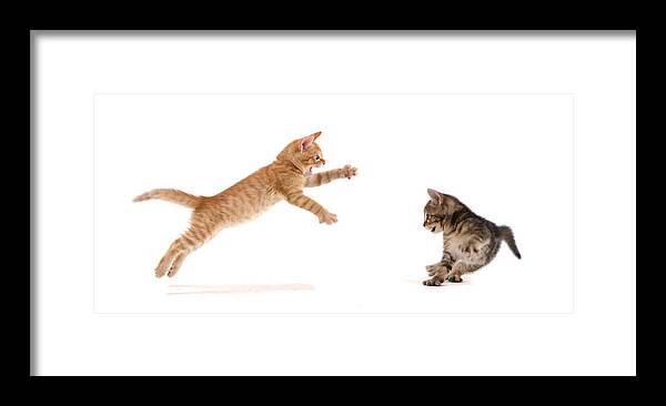 White Background Framed Print featuring the photograph Kitten Attack by Spxchrome