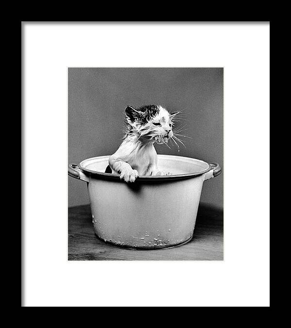 Editors' Picks Framed Print featuring the photograph Kitten in Milk by Nina Leen