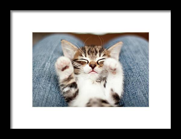 Pets Framed Print featuring the photograph Kitten On Lap by Fjola Dogg Thorvalds