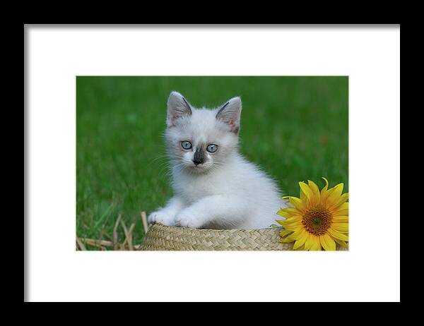 Pets Framed Print featuring the photograph Kitten Sitting In Straw Hat by Cornelia Doerr