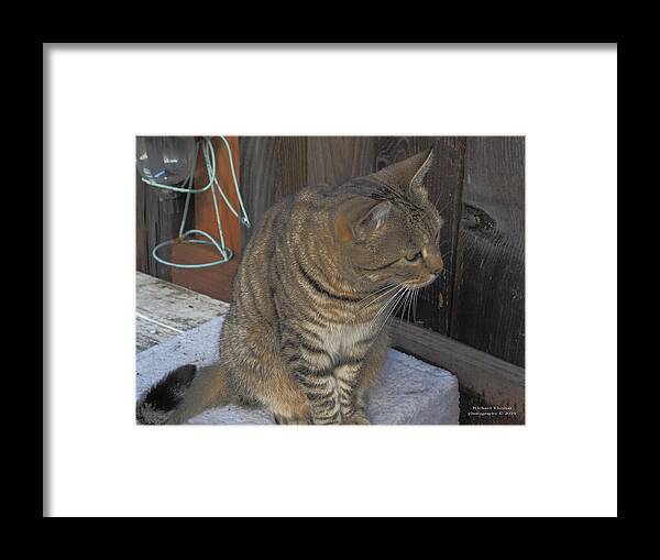 Animal Framed Print featuring the photograph Kitty Backyard by Richard Thomas
