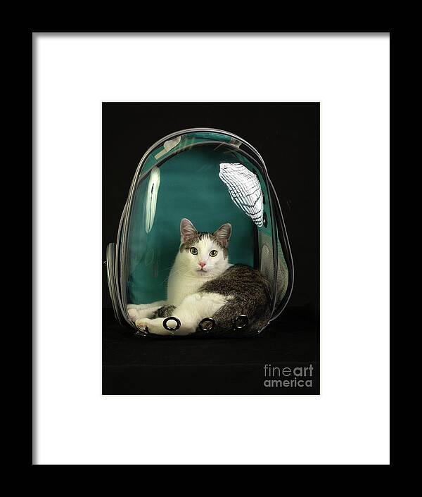 Cat Framed Print featuring the photograph Kitty in a Bubble by Susan Warren