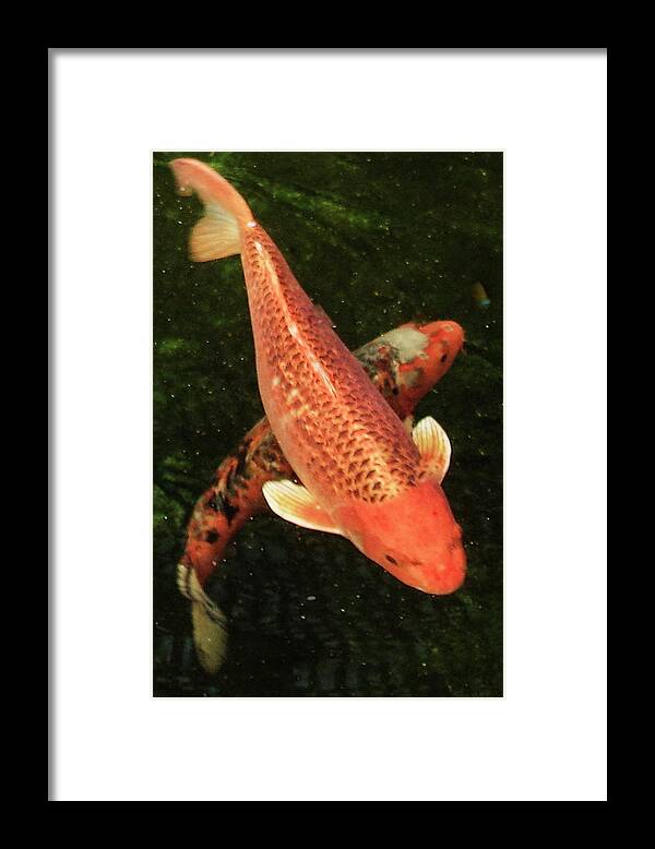 Koi Framed Print featuring the photograph Koi 2018 A by Phyllis Spoor