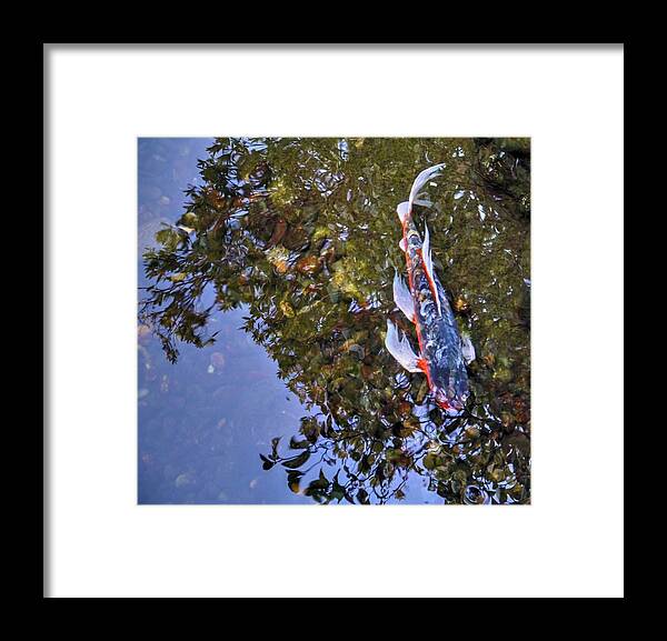 Koi Framed Print featuring the photograph Koi Abstract by Peter Mooyman