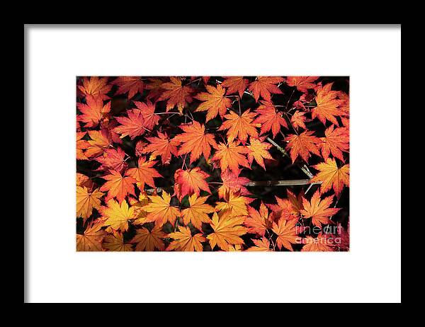 Acer Pseudosieboldianum Framed Print featuring the photograph Korean Maple Autumn Leaves by Tim Gainey